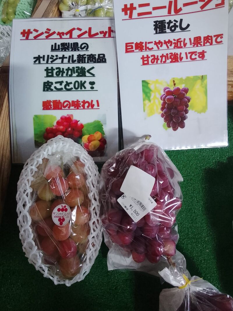 Image for the Tweet beginning: 本日のぶどう🍇入荷状況🍇サンシャインレッド、シャインマスカット、クイーンニーナ、サニールージュ、ピオーネ雄宝、ネオマスカット、甲斐キング、巨峰、バイオレットキング、スカーレット、藤稔が入荷中🥰