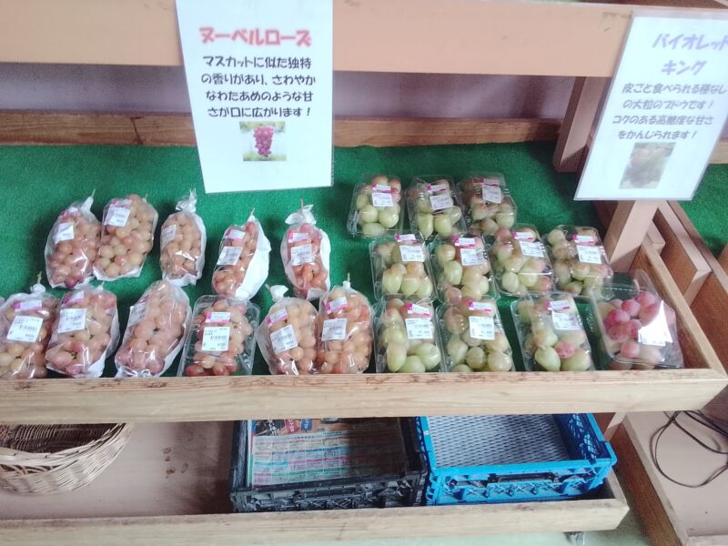 Image for the Tweet beginning: 本日のぶどう🍇入荷状況🍇シャインマスカット、ピオーネ、ネオマスカット、BKシードレス、甲斐キング、巨峰、ヌーベルローズ、バイオレットキング、クイーンニーナが入荷中🥰