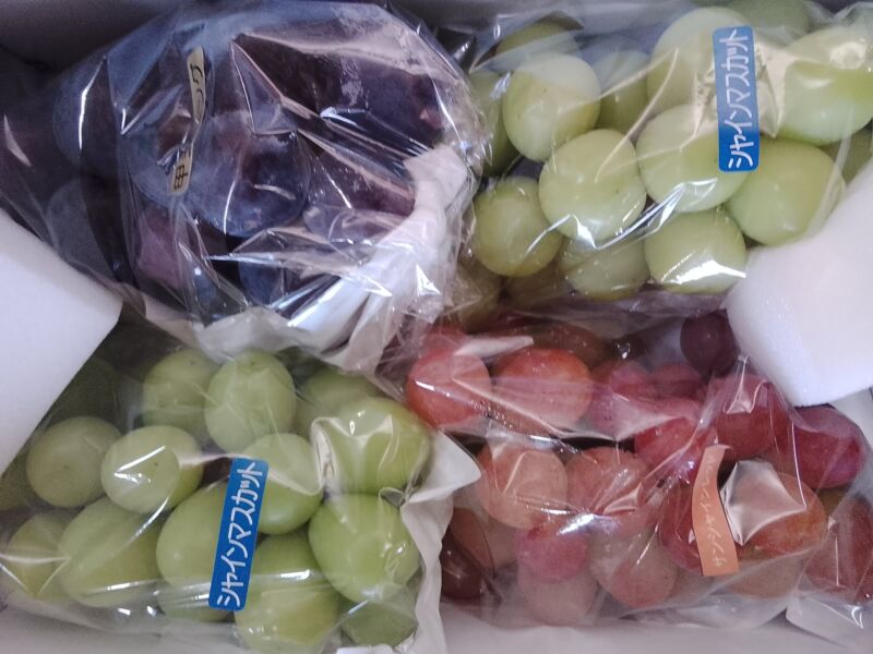 Image for the Tweet beginning: 本日のぶどう🍇入荷状況🍇シャインマスカット、サンシャインレッド、クイーンニーナ、巨峰、甲斐キング、ネオマスカット、スカーレット、バイオレットキングが入荷中🥰この後更に増える🦆