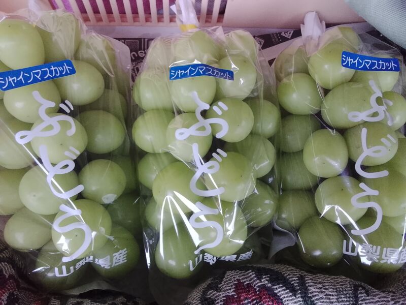 Image for the Tweet beginning: おはようございます😊今日も雨☔毎日毎日ホント雨☔😢でもでもぶどう🍇はまだまだ🥰