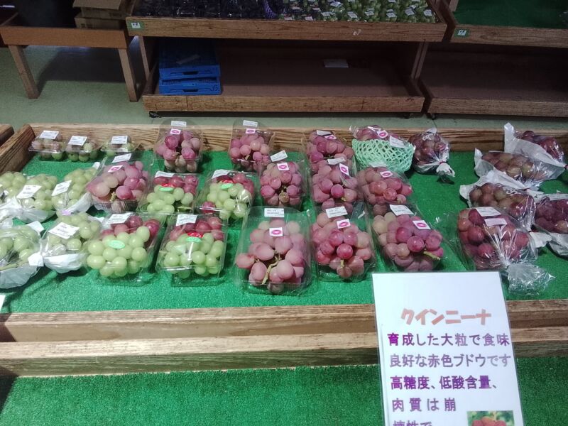 Image for the Tweet beginning: 本日のぶどう🍇入荷状況🍇シャインマスカット、サンシャインレッド、ピオーネ、バイオレットキング、マイハート、クイーンニーナ、マイハート、甲斐キング等が入荷中🥰