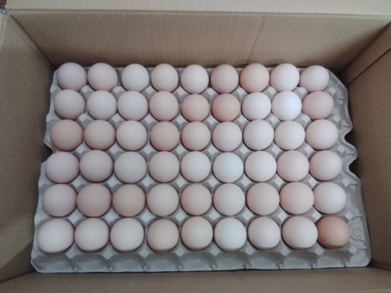 Image for the Tweet beginning: 産みたてホヤホヤ🥚
